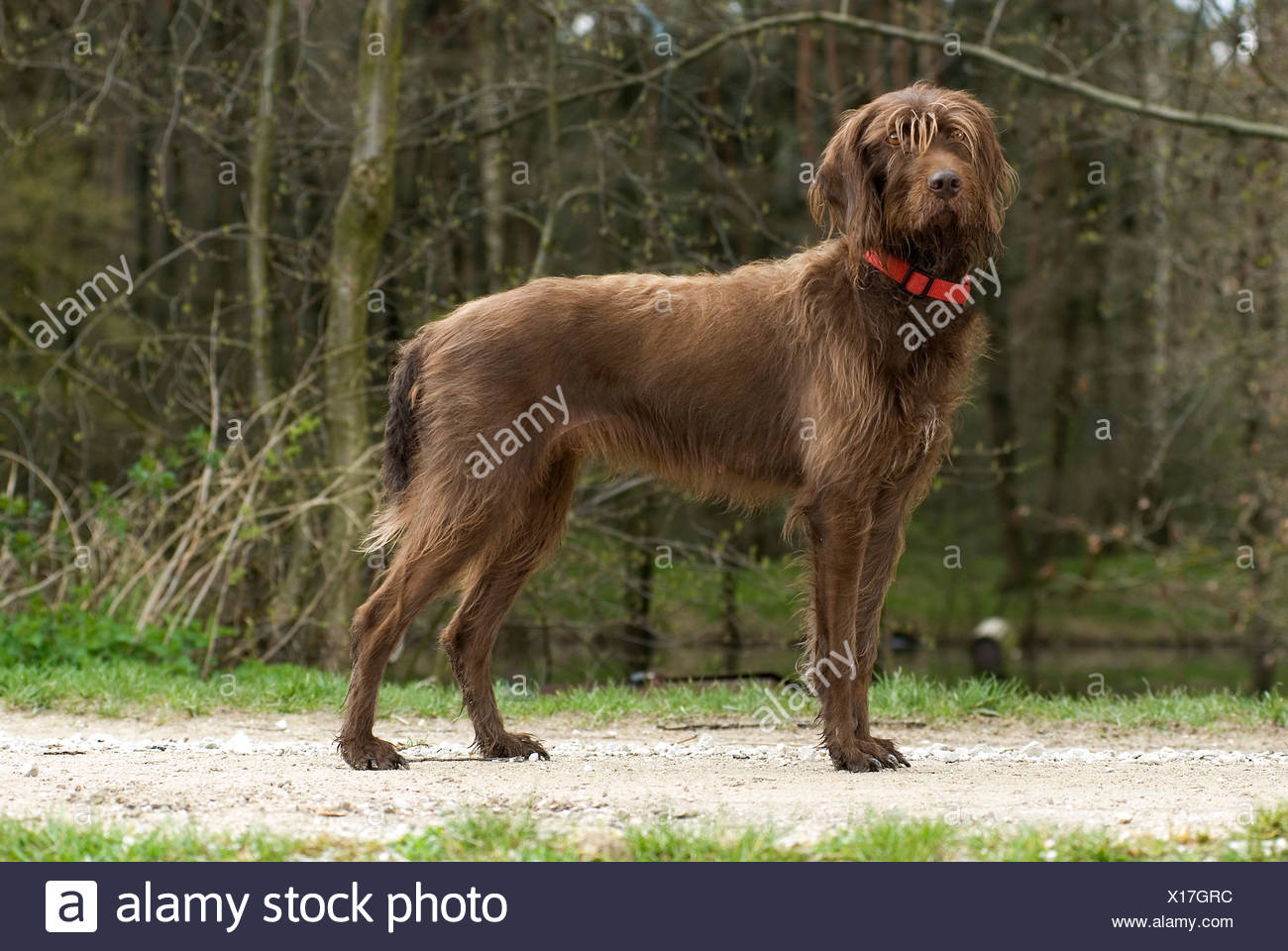 Pudelpointer Stock Photos & Pudelpointer Stock Images - Alamy