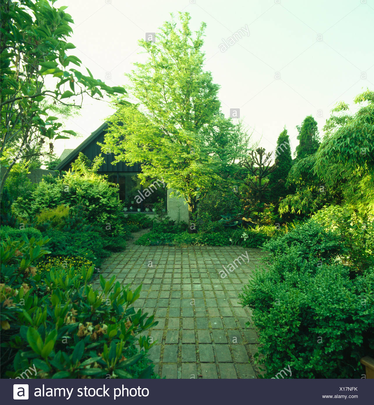 Green Shrubs Planted In Borders Around Paved Patio With Tree In