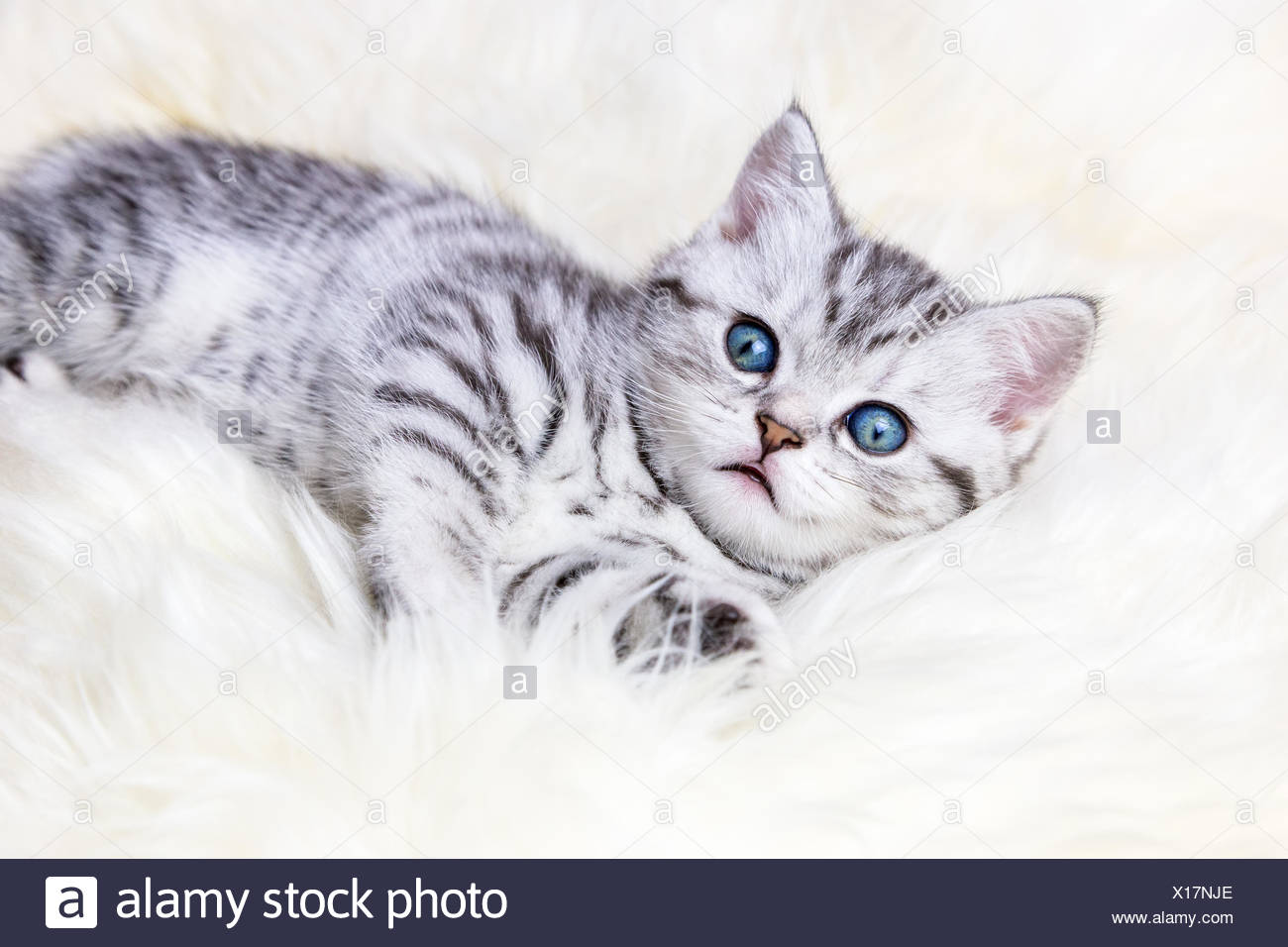 Kitten Blue Silver Tabby Stock Photos Kitten Blue Silver Tabby