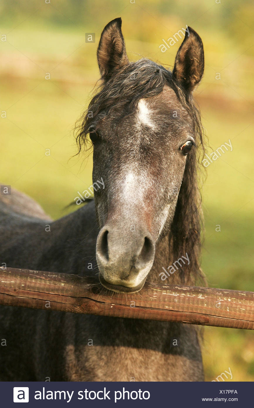 Horse Arab Portrait Animals Animal Mammals Mammal
