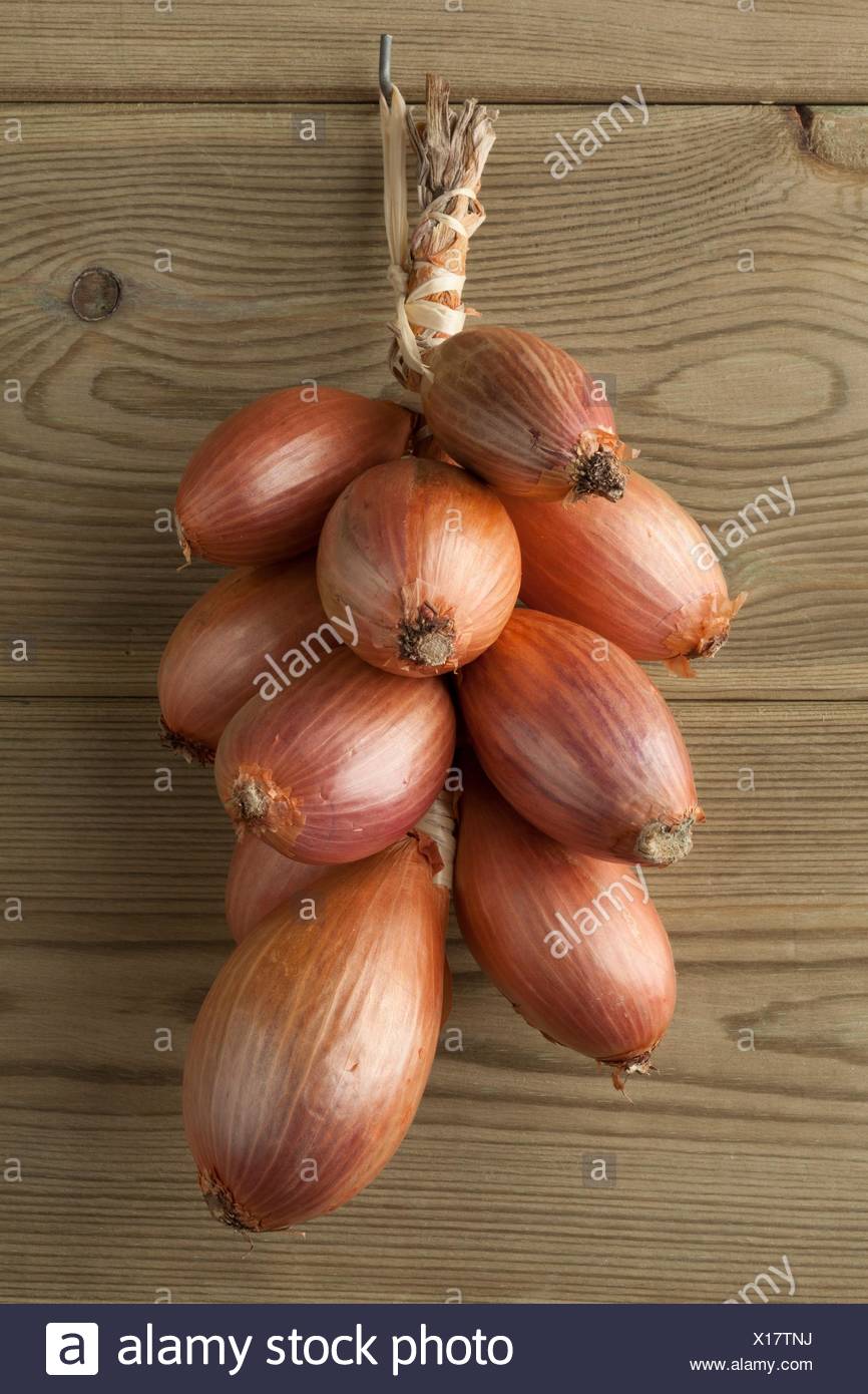 French Shallot High Resolution Stock Photography and Images Alamy