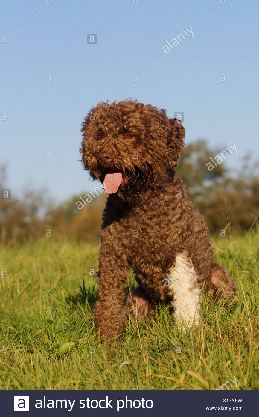italian waterdog