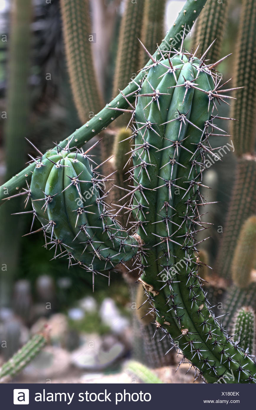 Columnar Cactus High Resolution Stock Photography and Images Alamy