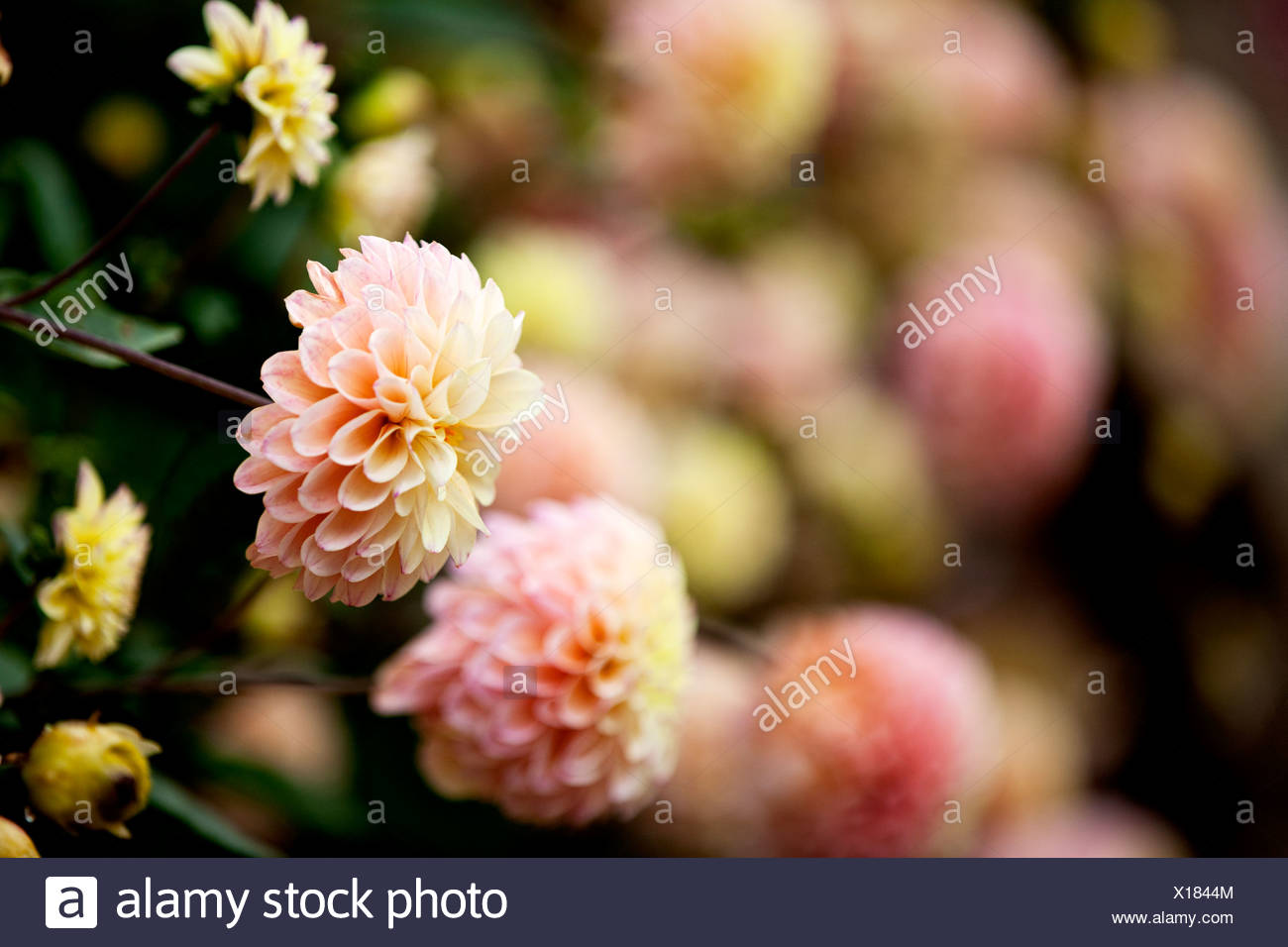 Dahlias Flowers High Resolution Stock Photography and Images - Alamy