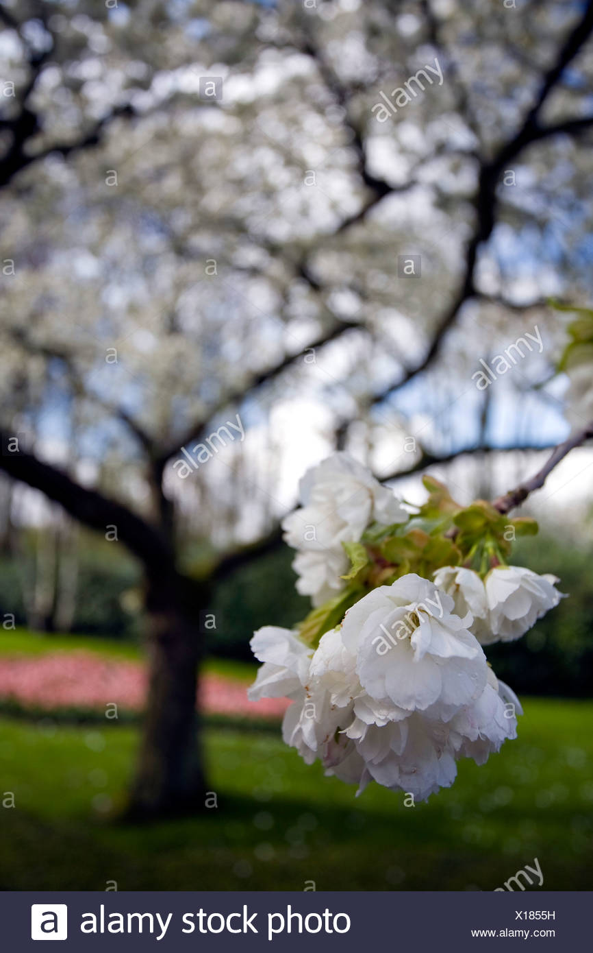 oriental cherry (Prunus serrulata), white flowers, Netherlands, Suedholland, Keukenhof, Lisse Stock Photo