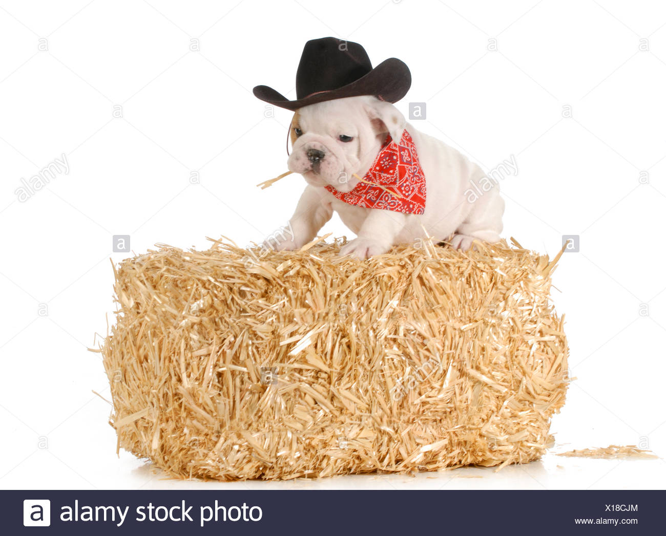 British Bulldog Game Stock Photos & British Bulldog Game Stock Images