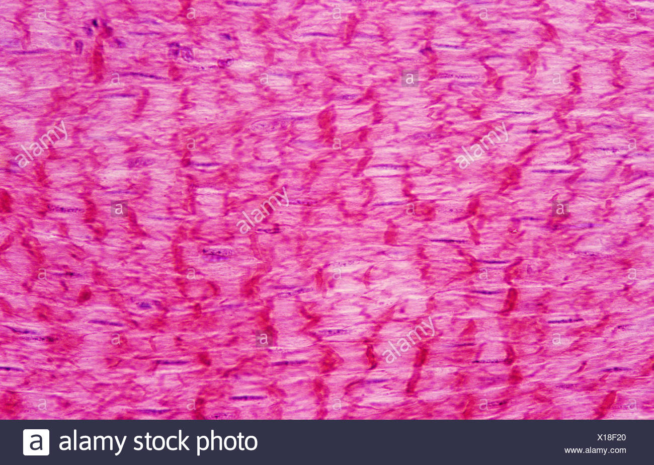 smooth muscle tissue stock photos smooth muscle tissue stock smooth muscle tissue