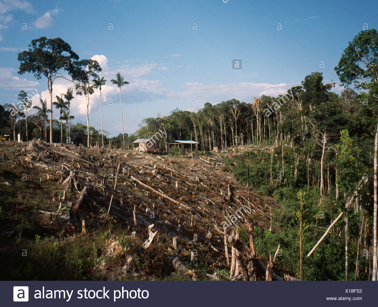 Deforestation Stock Photo Alamy