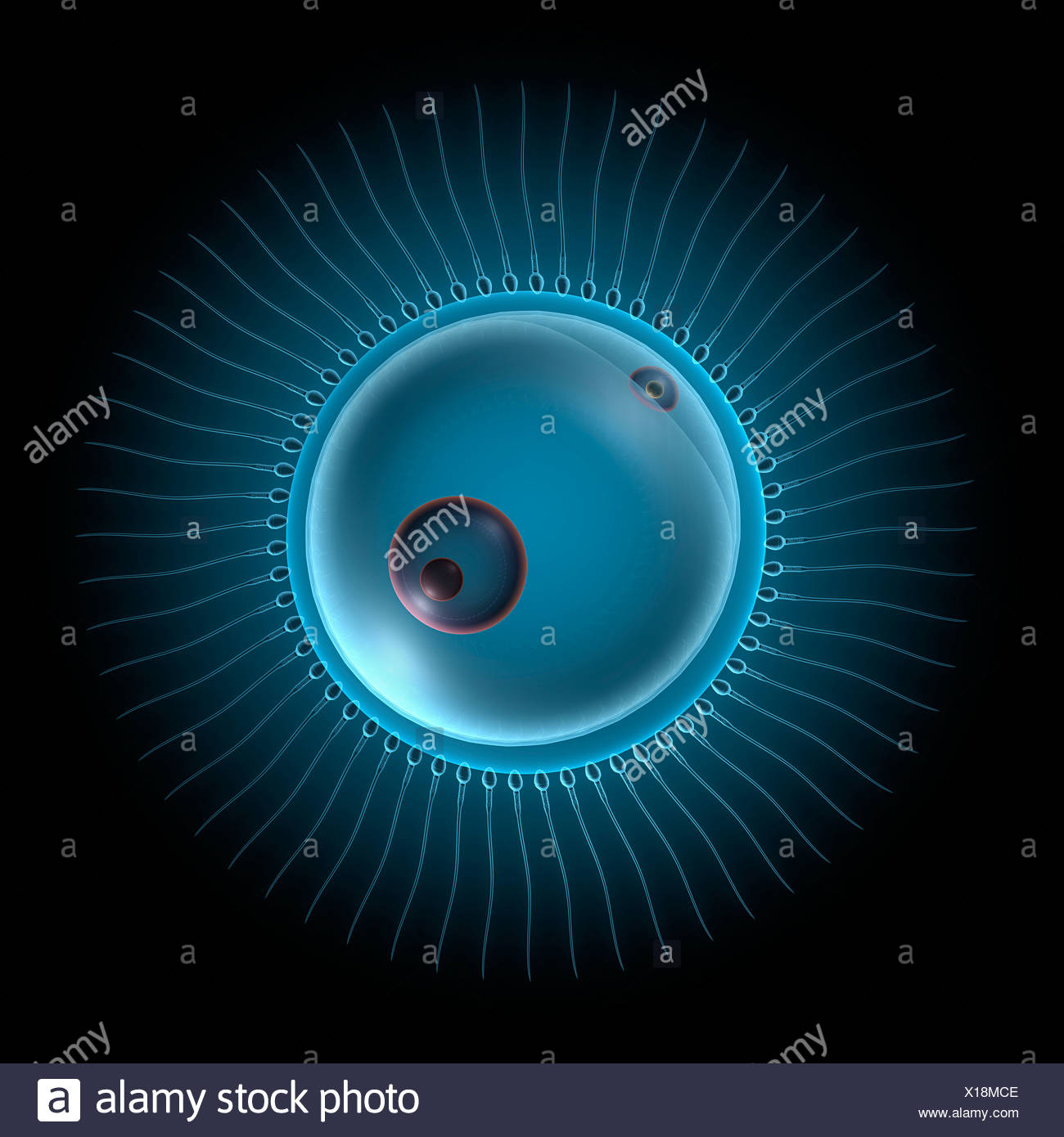 My Image 33