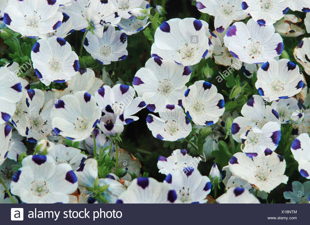 Five Spot Five Spot Five Spot Nemophila Nemophila Maculata Blooming Stock Photo Alamy