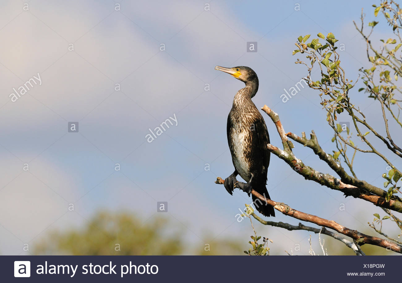 Common Cormorant High Resolution Stock Photography and Images - Alamy