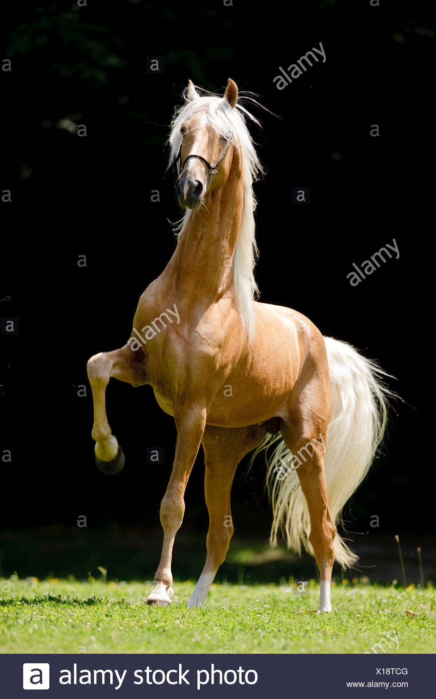 High Stepping Horse High Resolution Stock Photography and Images Alamy