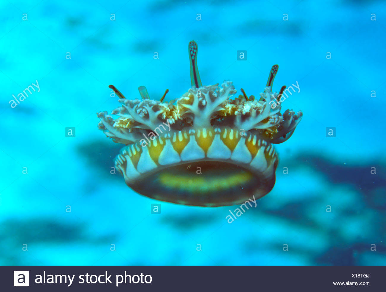 cassiopeia jelly fish
