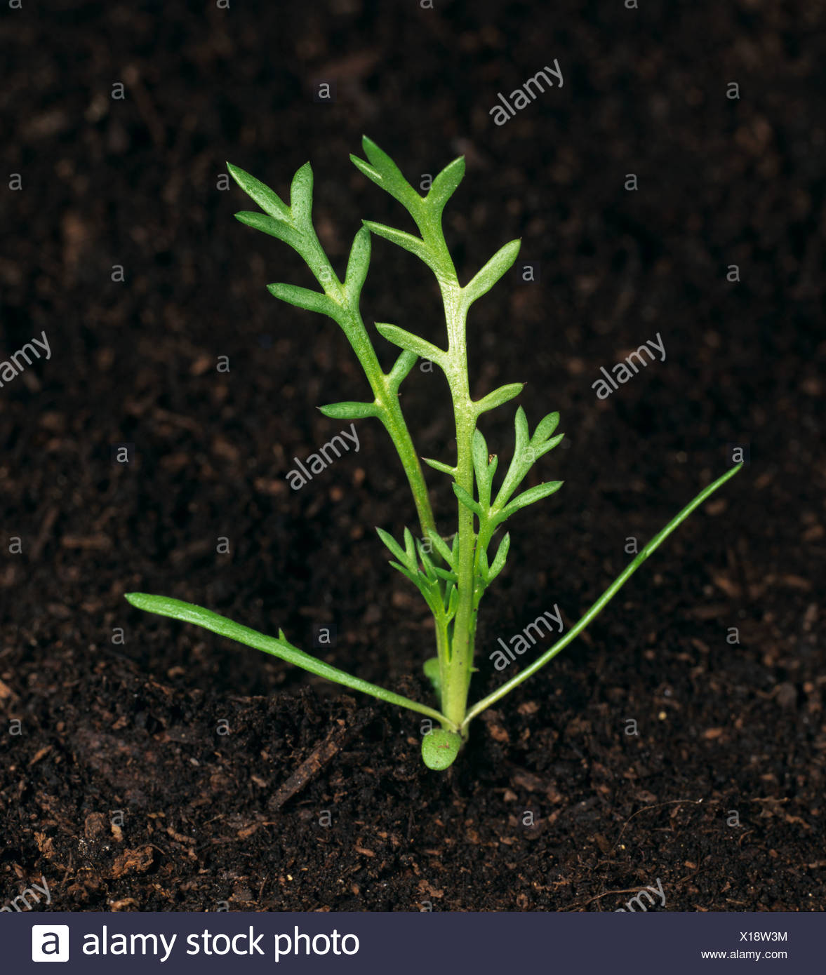 Pineapple Weed Leaf High Resolution Stock Photography and Images Alamy