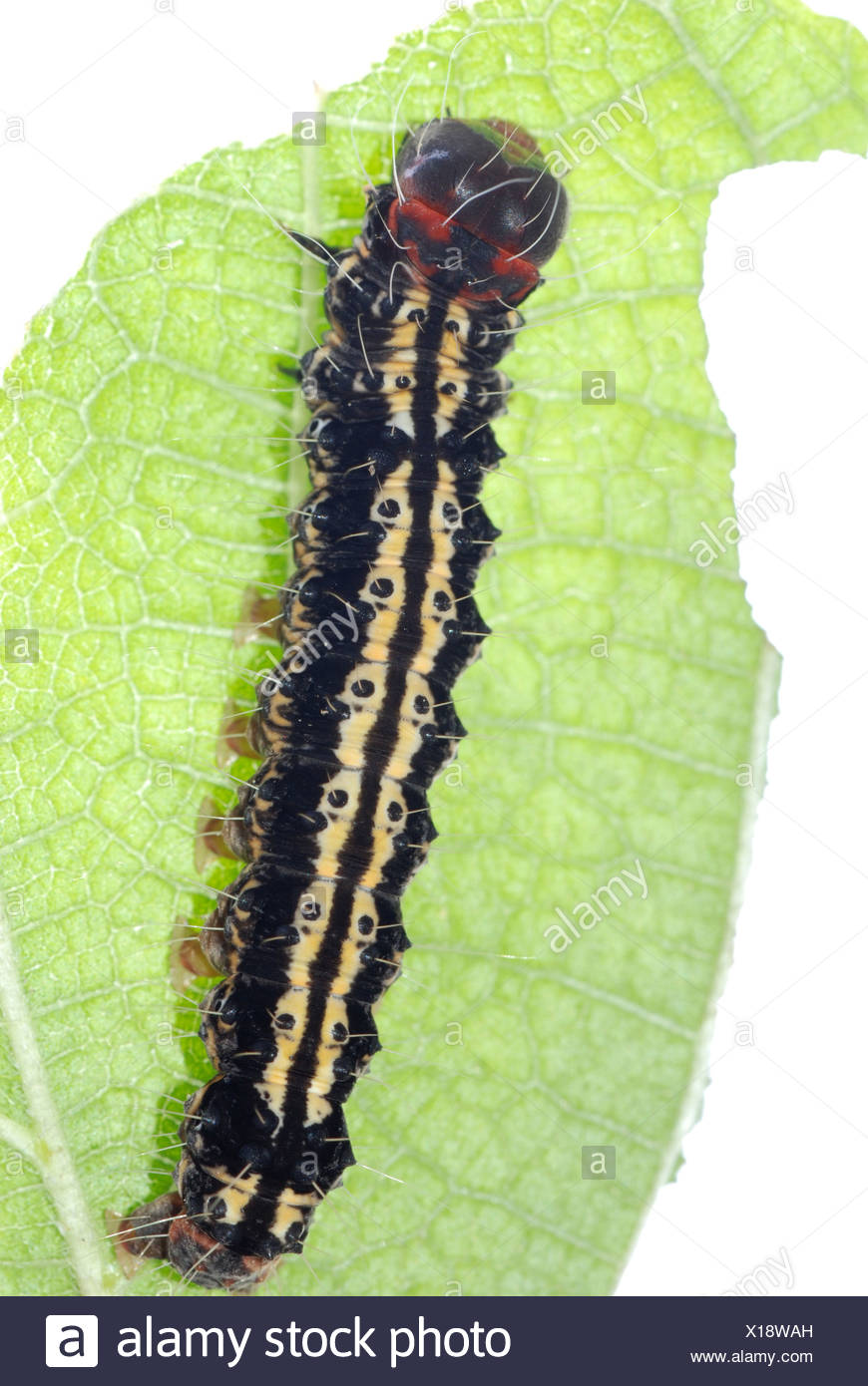 Caterpillar Leaf High Resolution Stock Photography and Images - Alamy