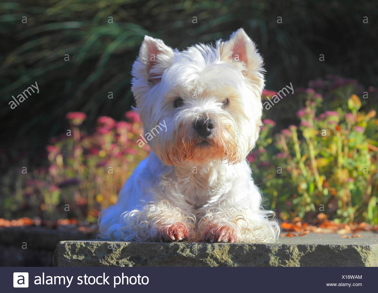 westies nine west