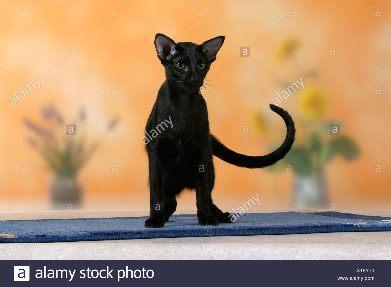 Kurzhaarkatze Stock Photos Kurzhaarkatze Stock Images Alamy