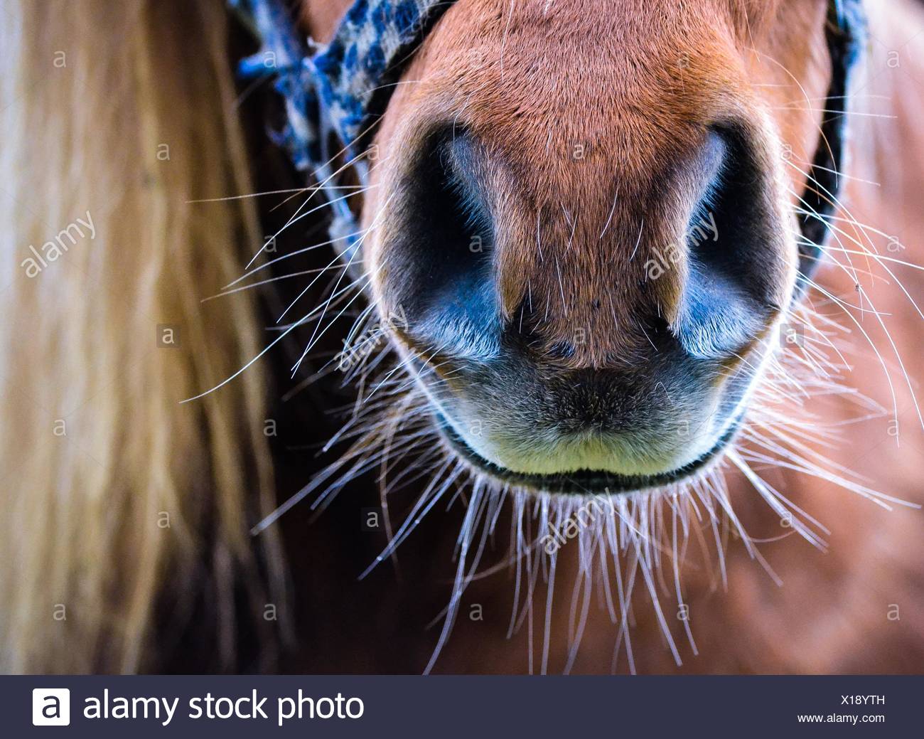 Hose Nose High Resolution Stock Photography and Images Alamy