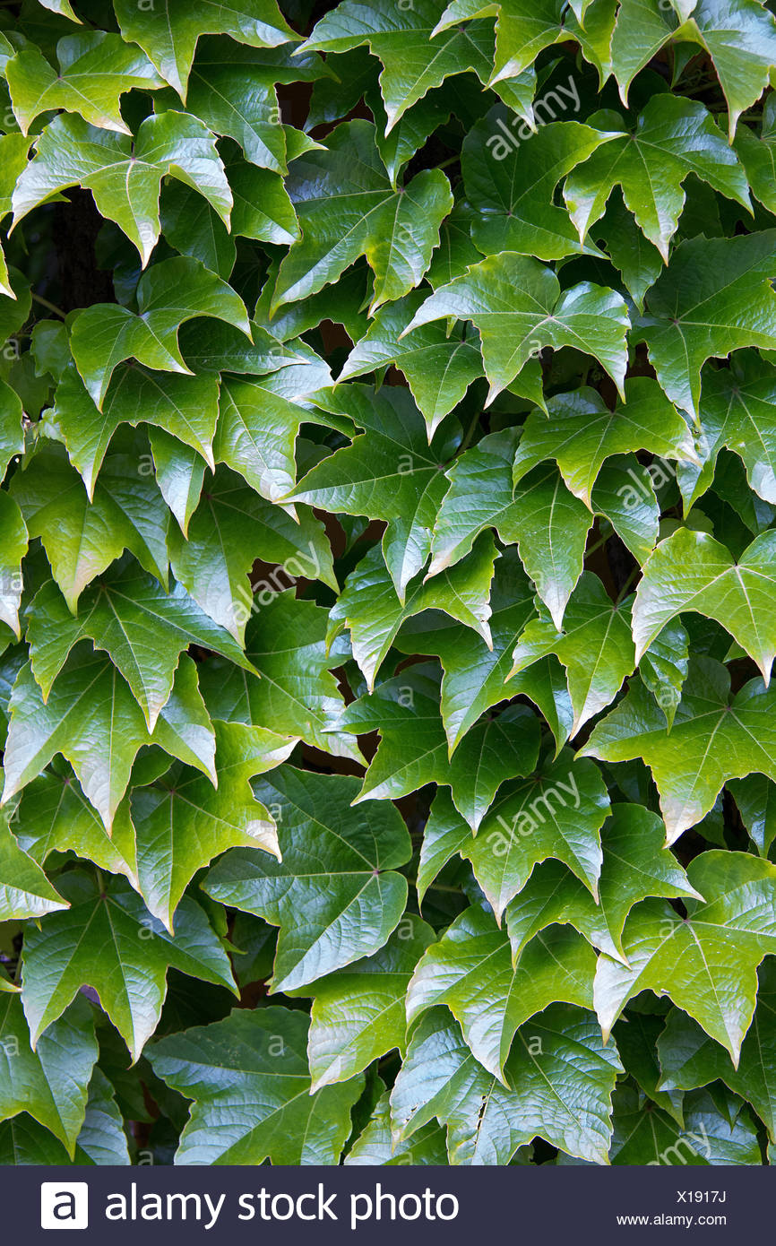 parthenocissus tricuspidata on a wall in styria Stock Photo