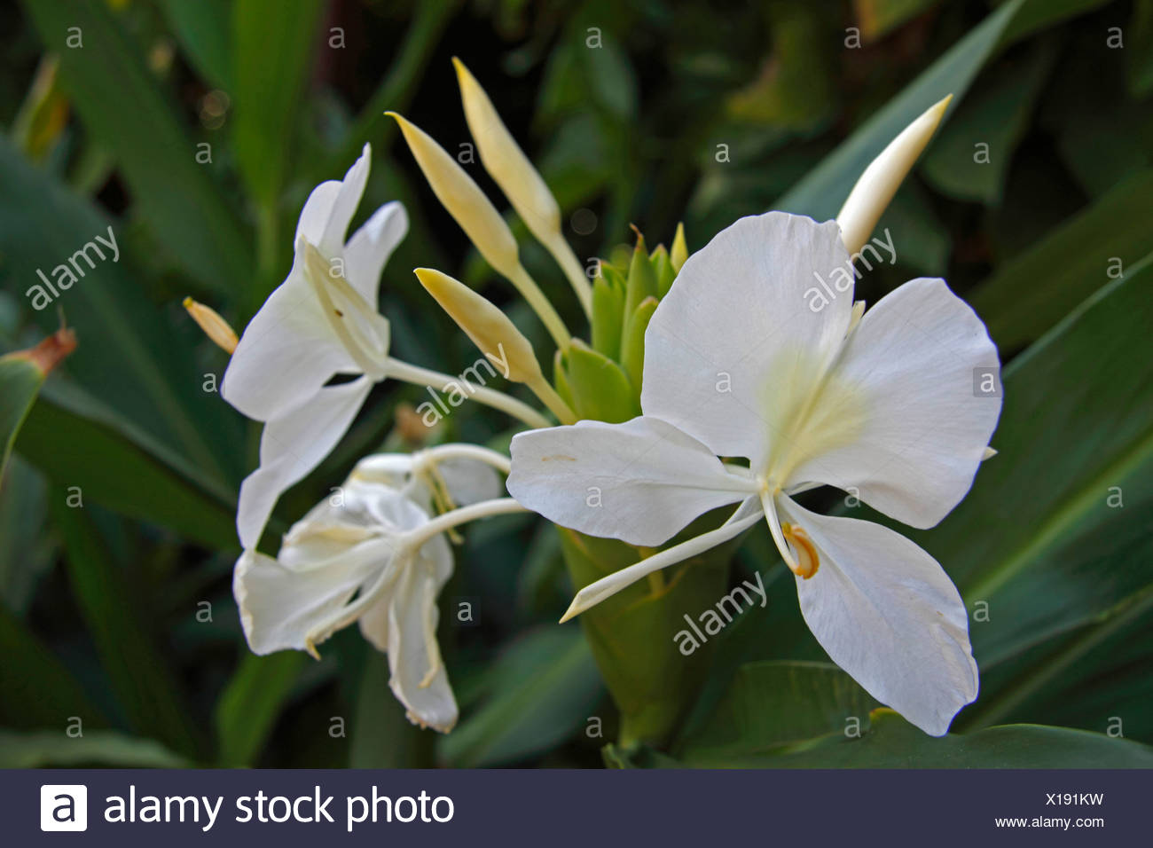 White Ginger Lily Hedychium Coronarium Blossom Stock Photo Alamy