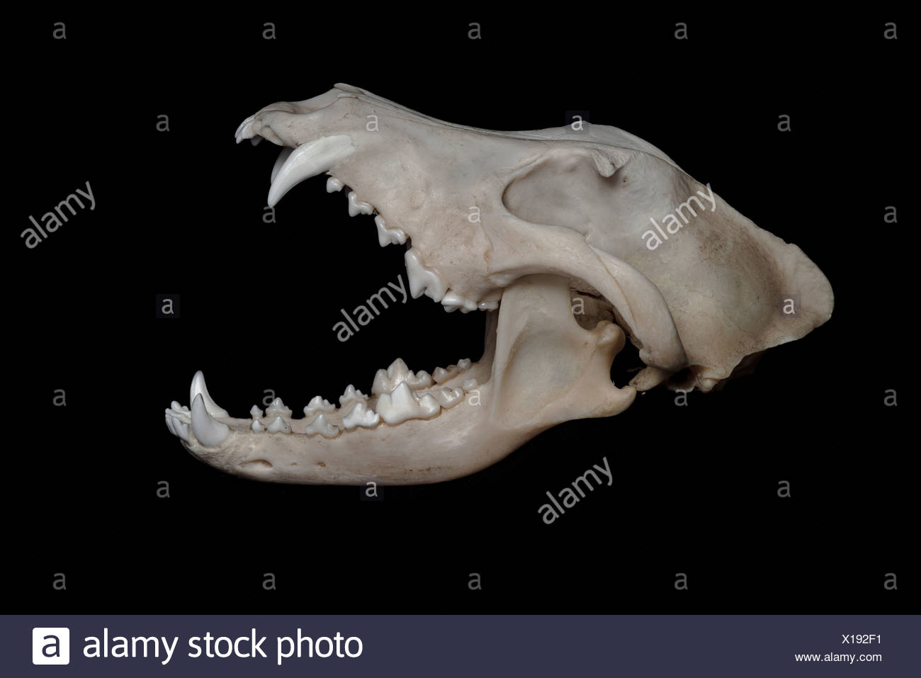 Skull Of Wolf Canis Lupus In Front Of Black Background Side View