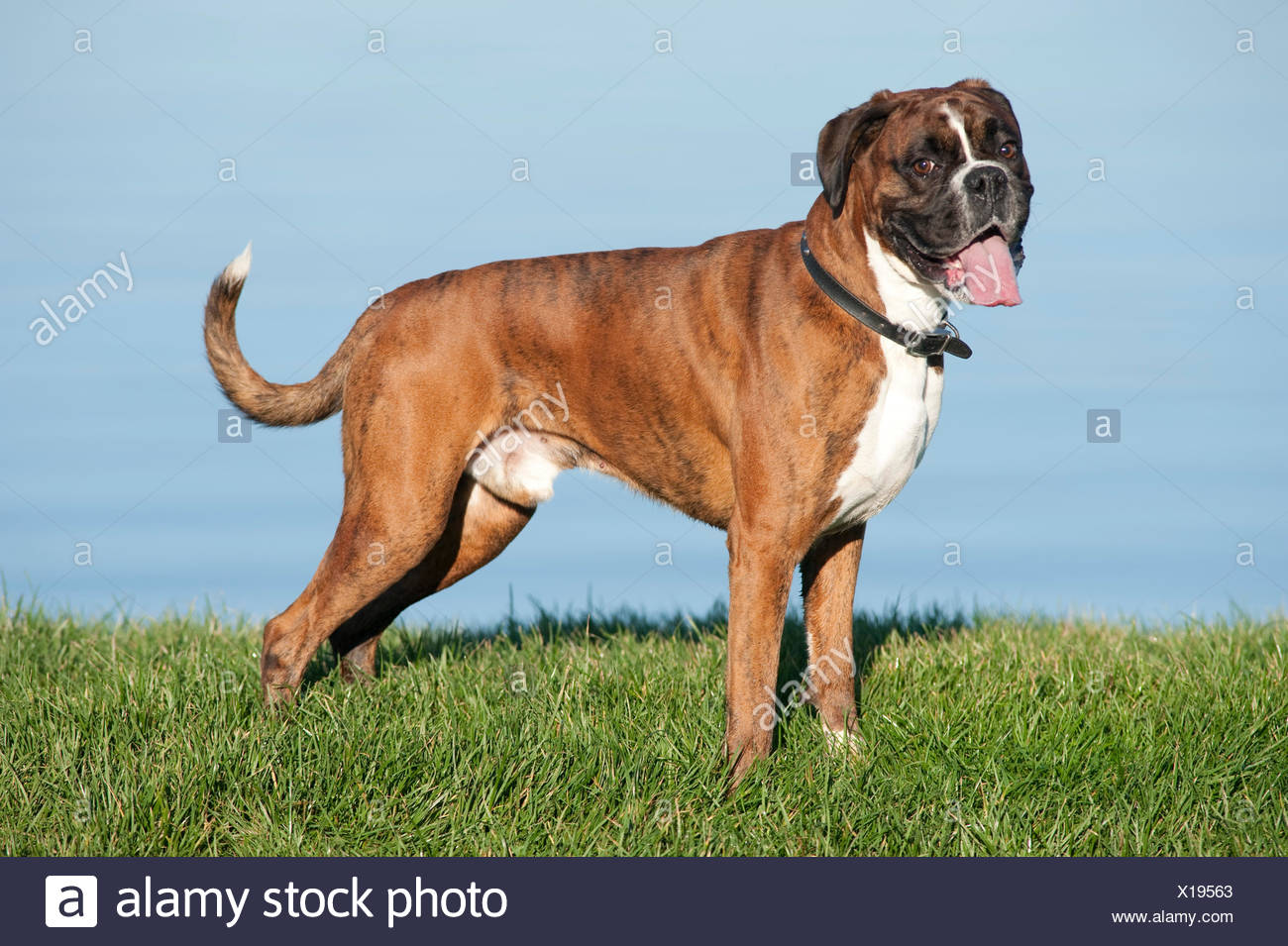 Boxer Dog 7 Years Old Uk Stock Photo Alamy