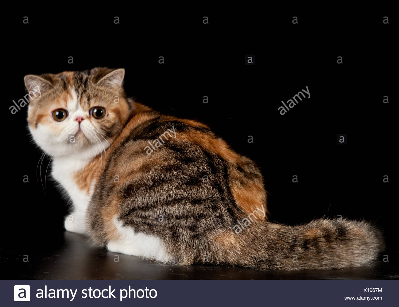 Exotic Shorthair Cat Exotic Domestic Cat On Black Stock Photo