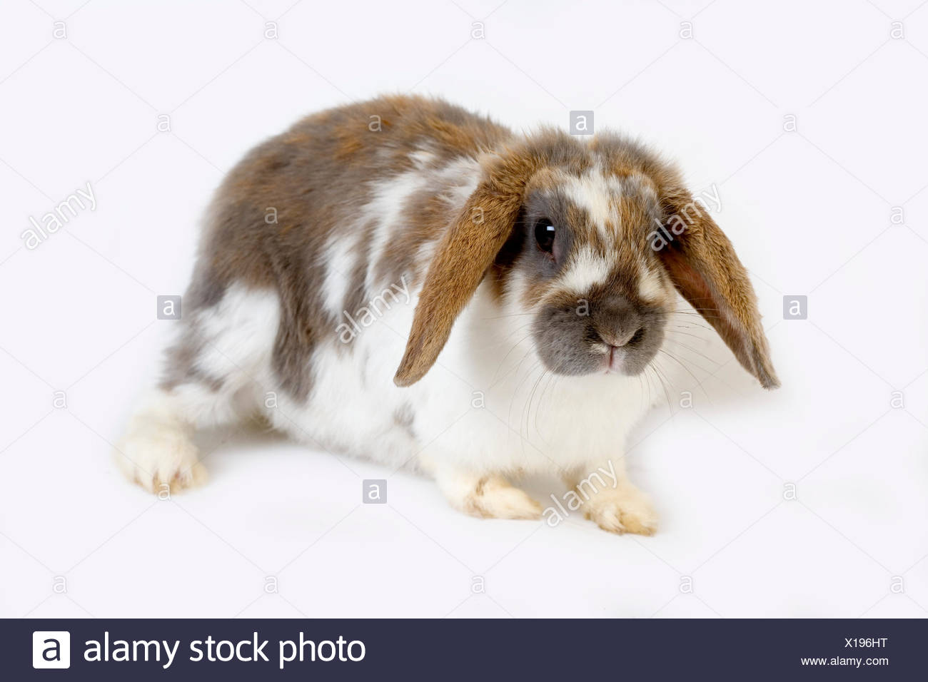 Lop Eared Rabbit Stock Photos & Lop Eared Rabbit Stock Images - Alamy
