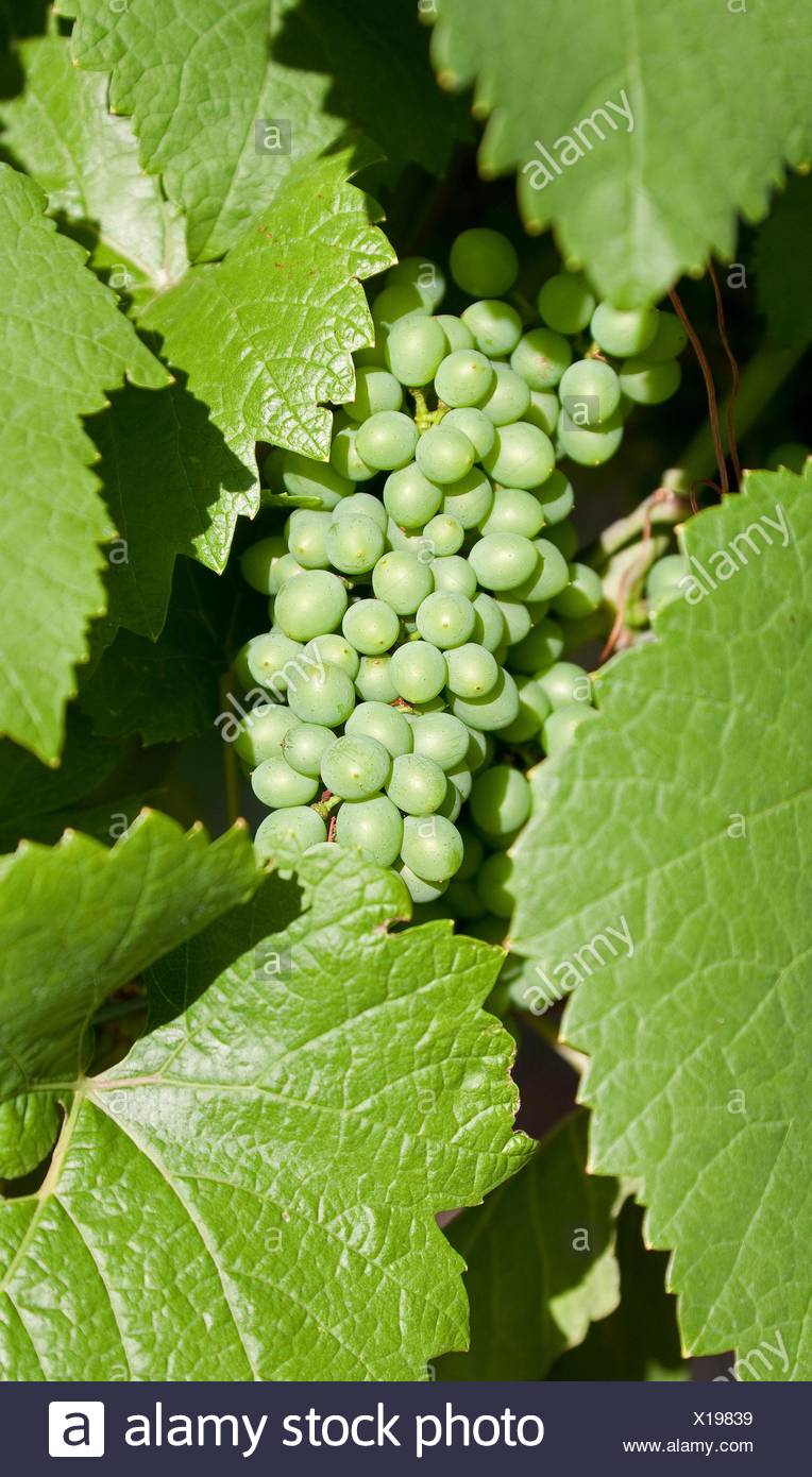 Pinot Gris Grape High Resolution Stock Photography and Images - Alamy