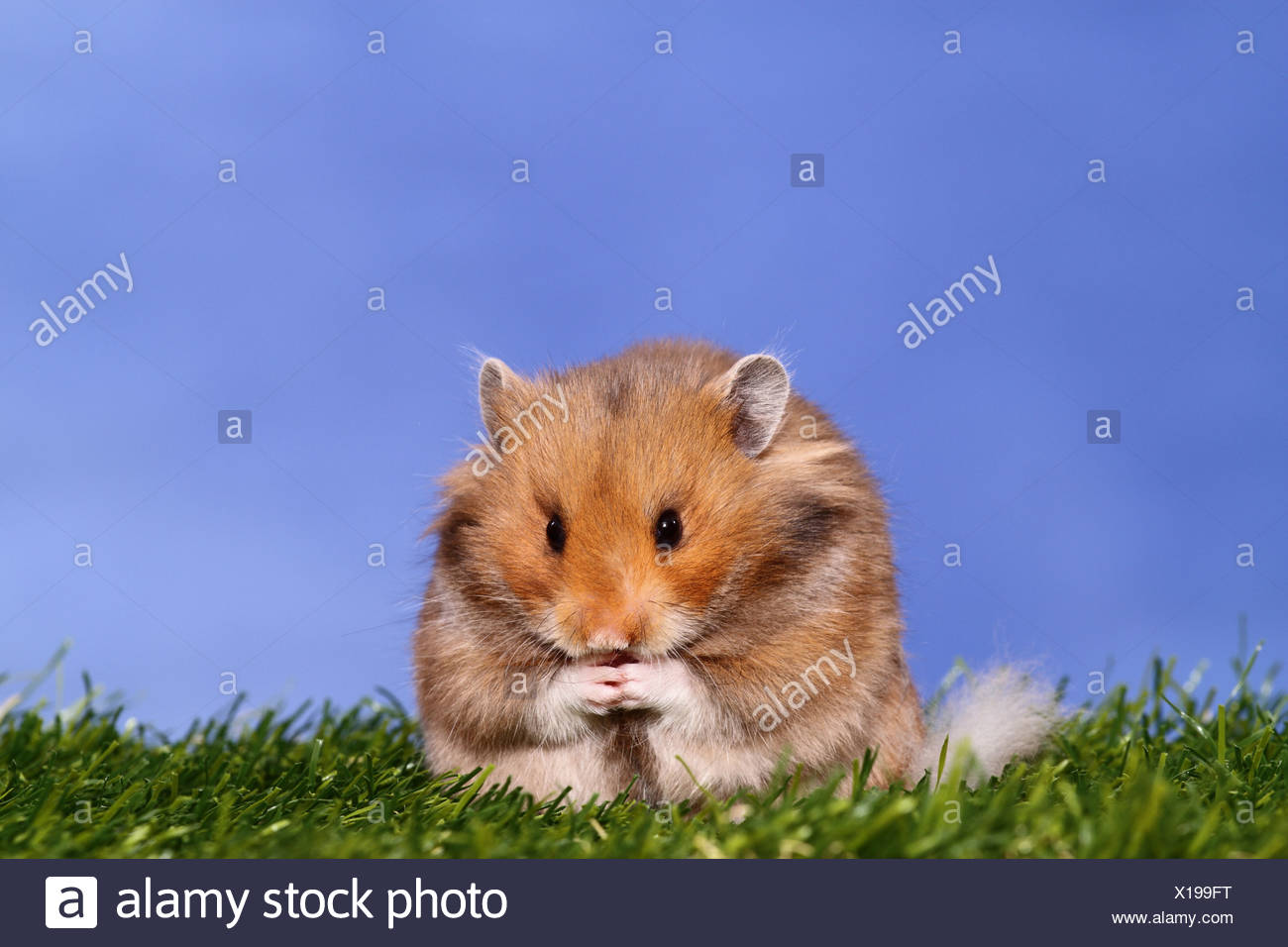 Longhaired Hamster Stock Photo 276185612 Alamy
