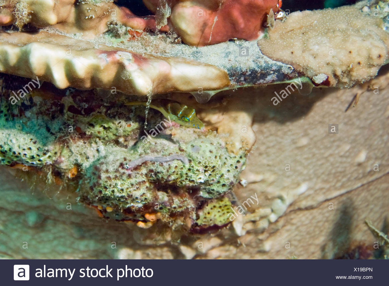 blue animal fish underwater exotic wet tropical navy marine diving aquatic salt Stock Photo