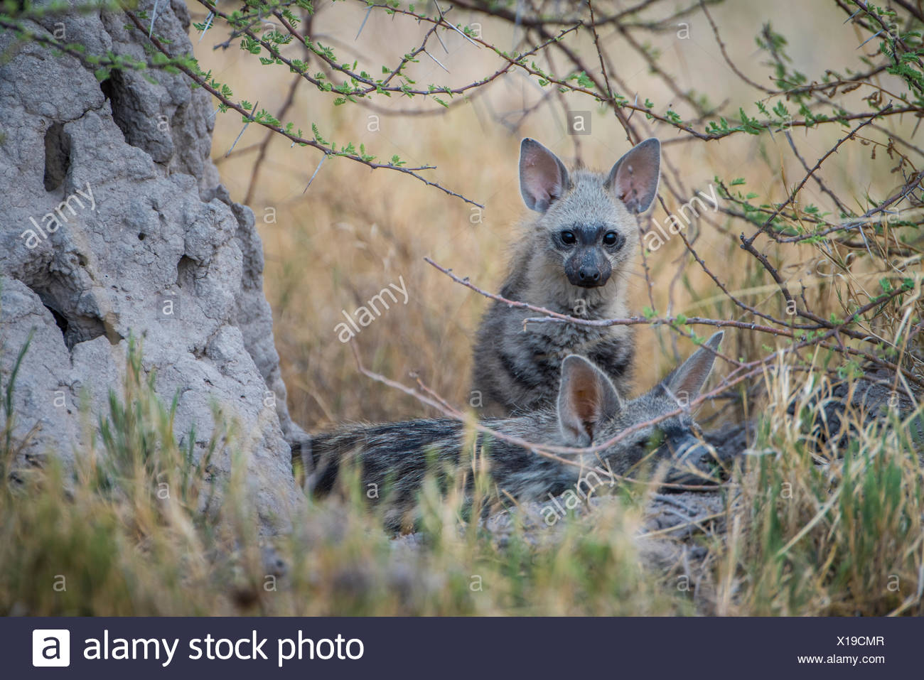 Aardwolf (proteles Cristatus) High Resolution Stock Photography and ...
