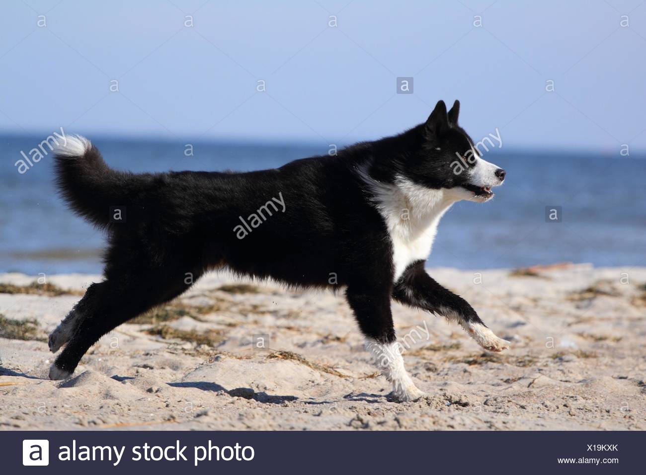 karelian bear hound