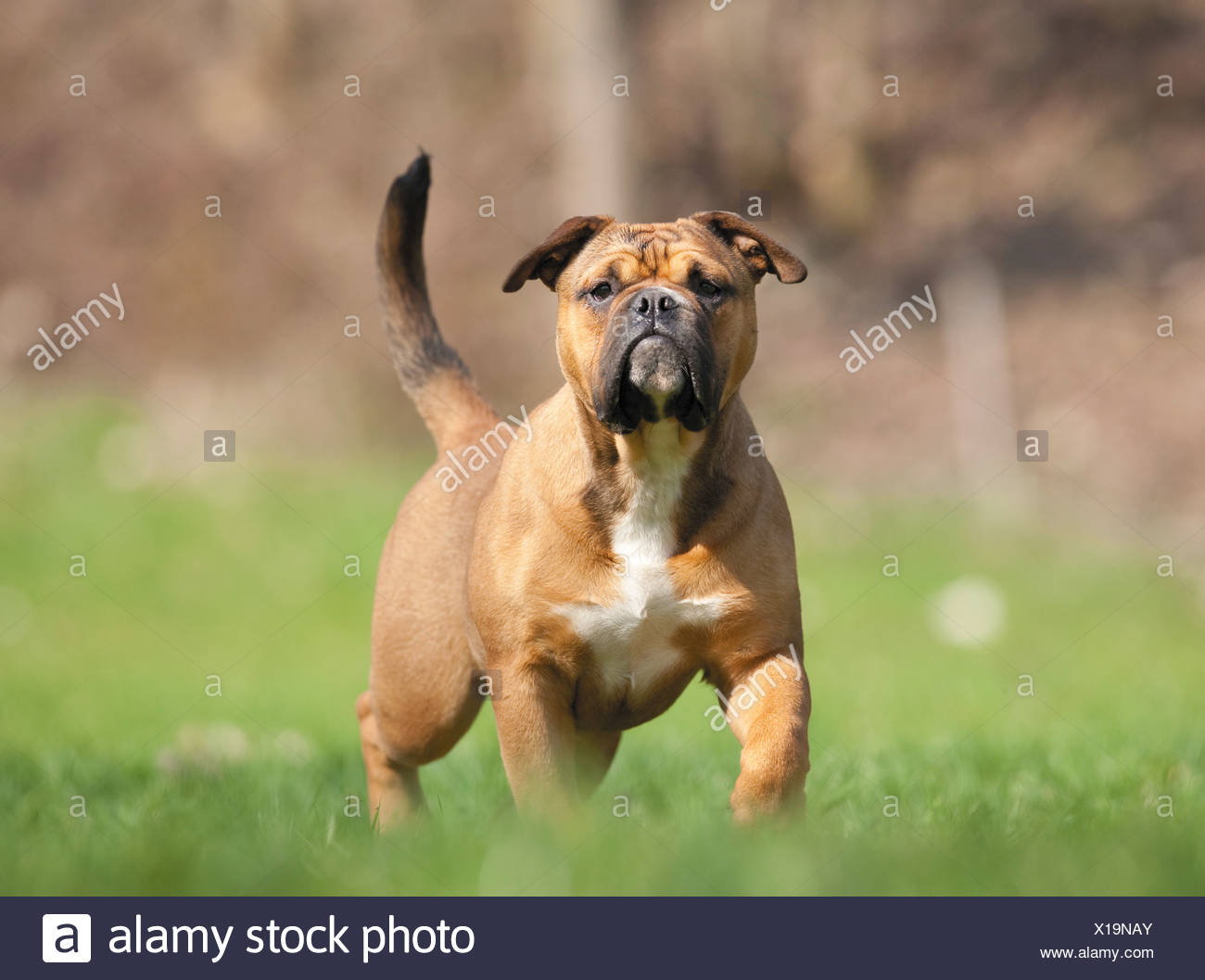 Continental Bulldog Standing On Meadow Stock Photo Alamy