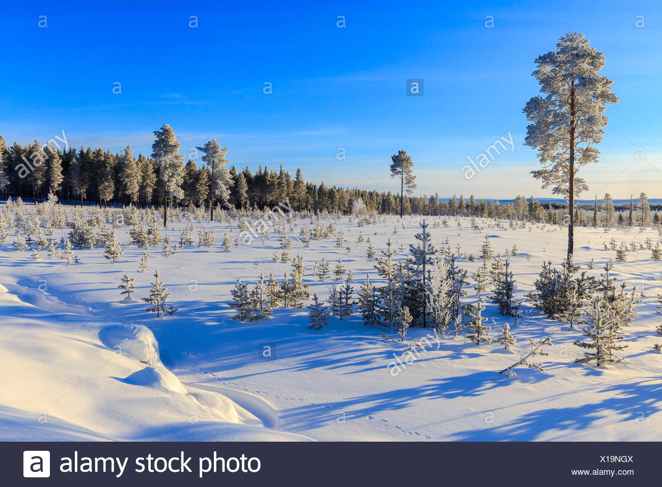 Snow Covered Taiga Stock Photos And Snow Covered Taiga Stock Images Alamy