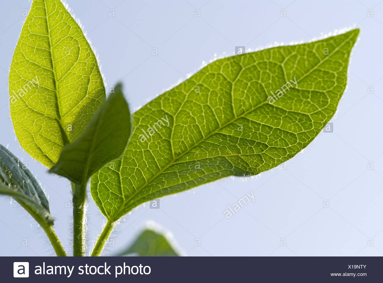 Xtremehorticulture Of The Desert Viburnum Leaf Browning Probably