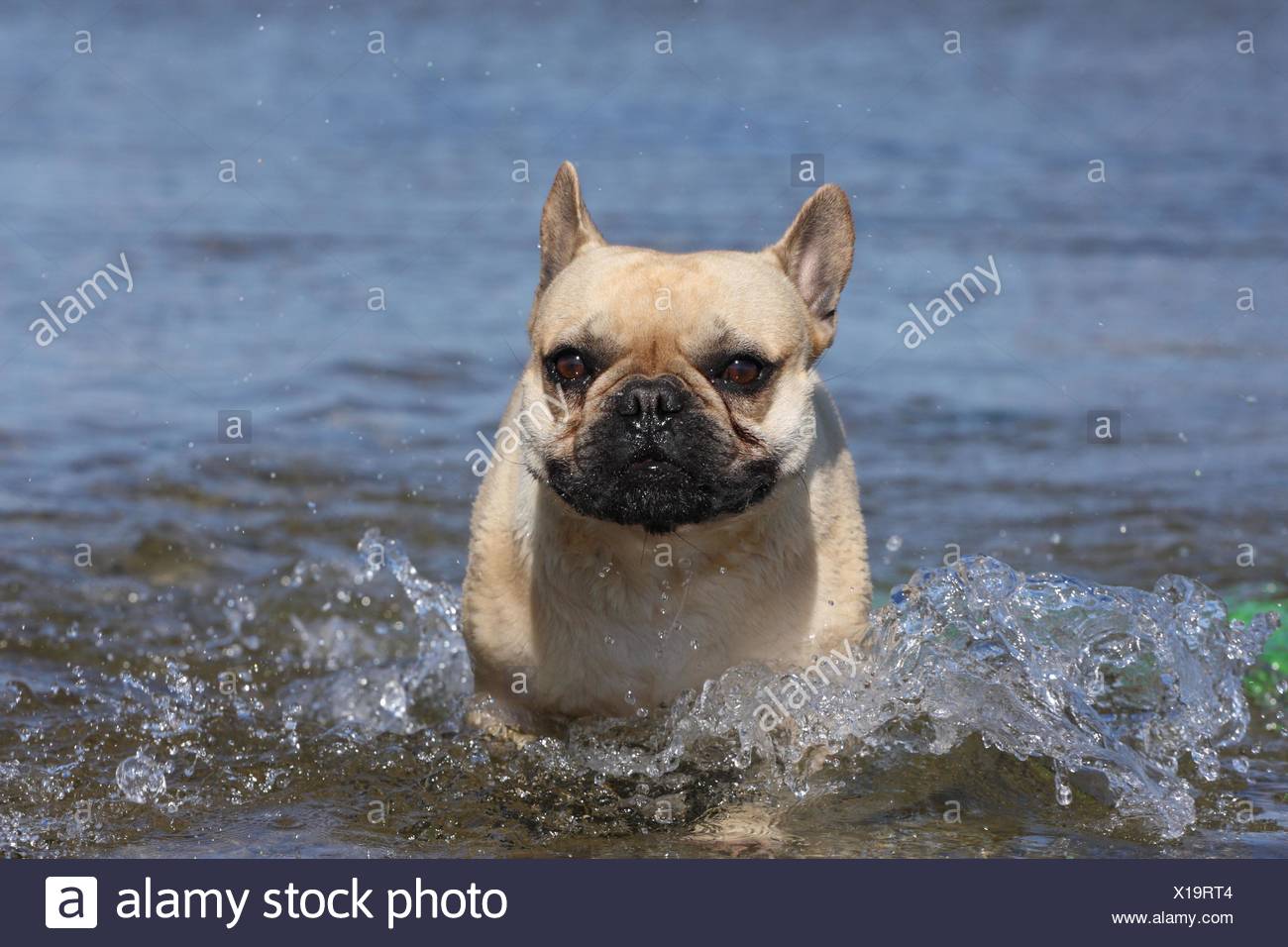 bulldog in water
