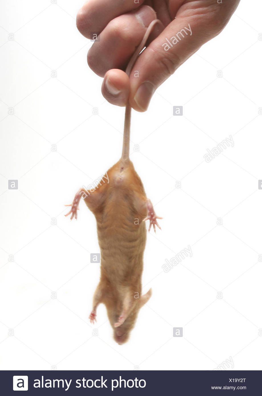 Girl Swallows Mice