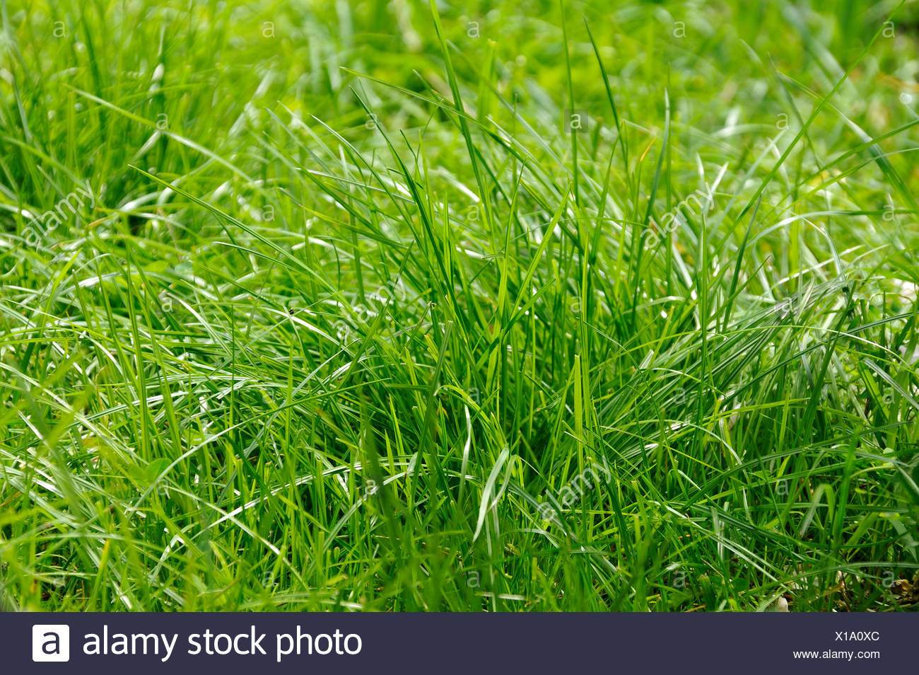 Fescue Grass High Resolution Stock Photography And Images Alamy