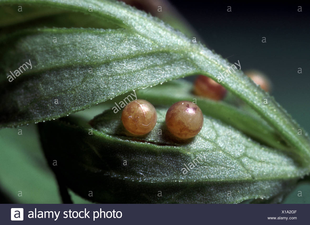 Swallowtail Butterfly Egg Stock Photos & Swallowtail Butterfly Egg Stock Images Alamy