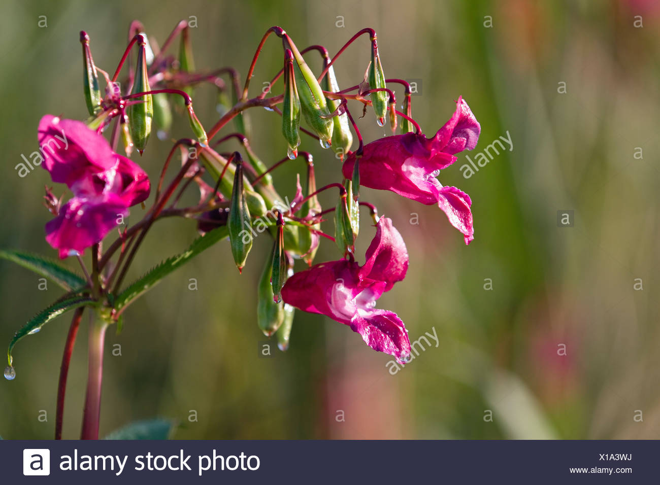 Himalayan Balsam (Impatiens glandulifera), flowers and seed capsules, neophyte, Germany, Europe Stock Photo