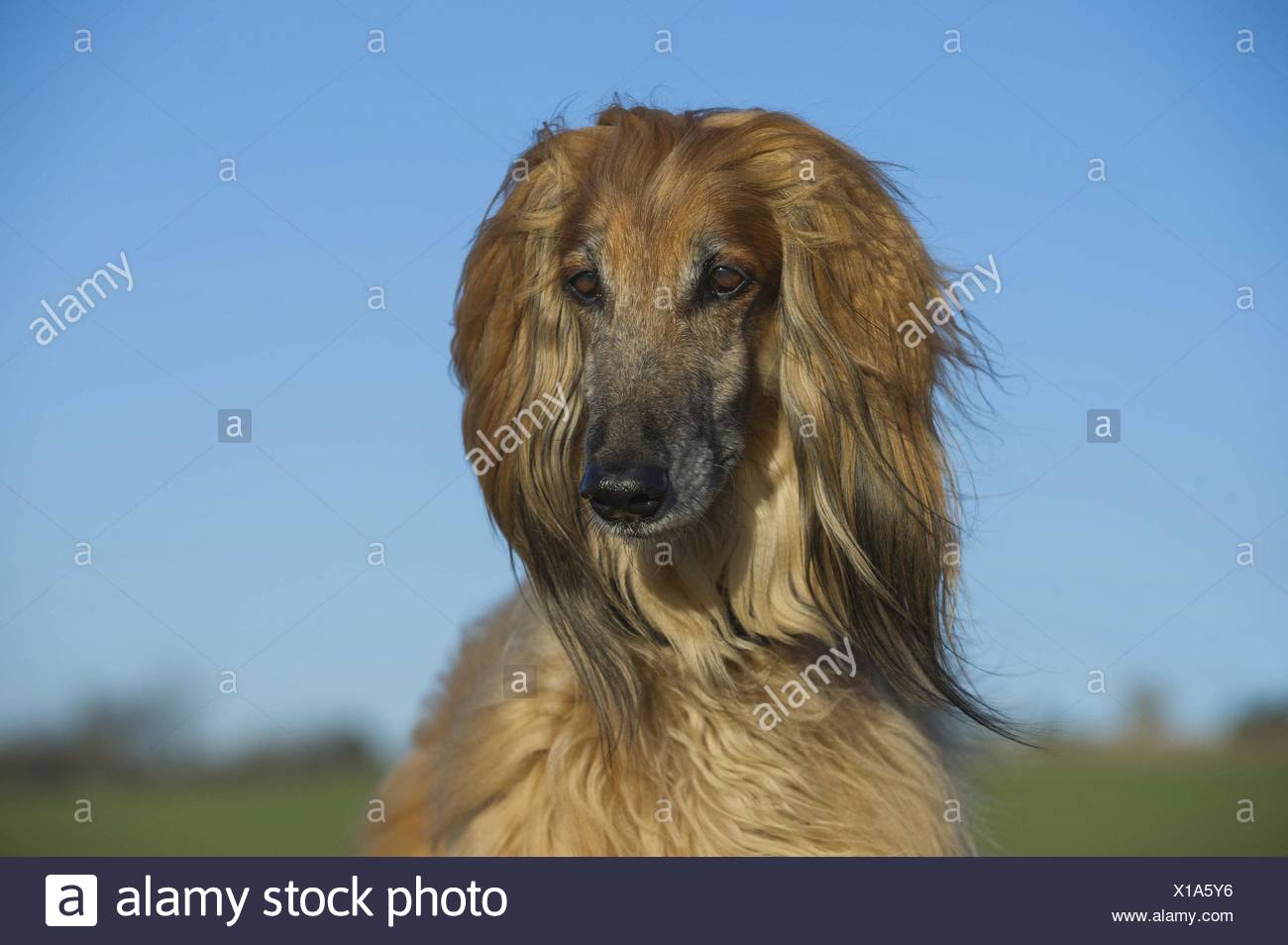 Long Haired Afghan Stock Photos Long Haired Afghan Stock Images