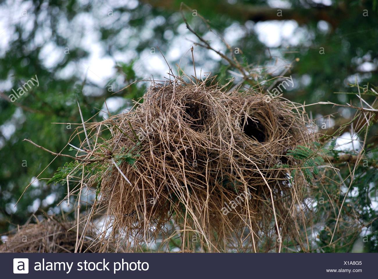 Cylindrical bird's nest Stock Photo