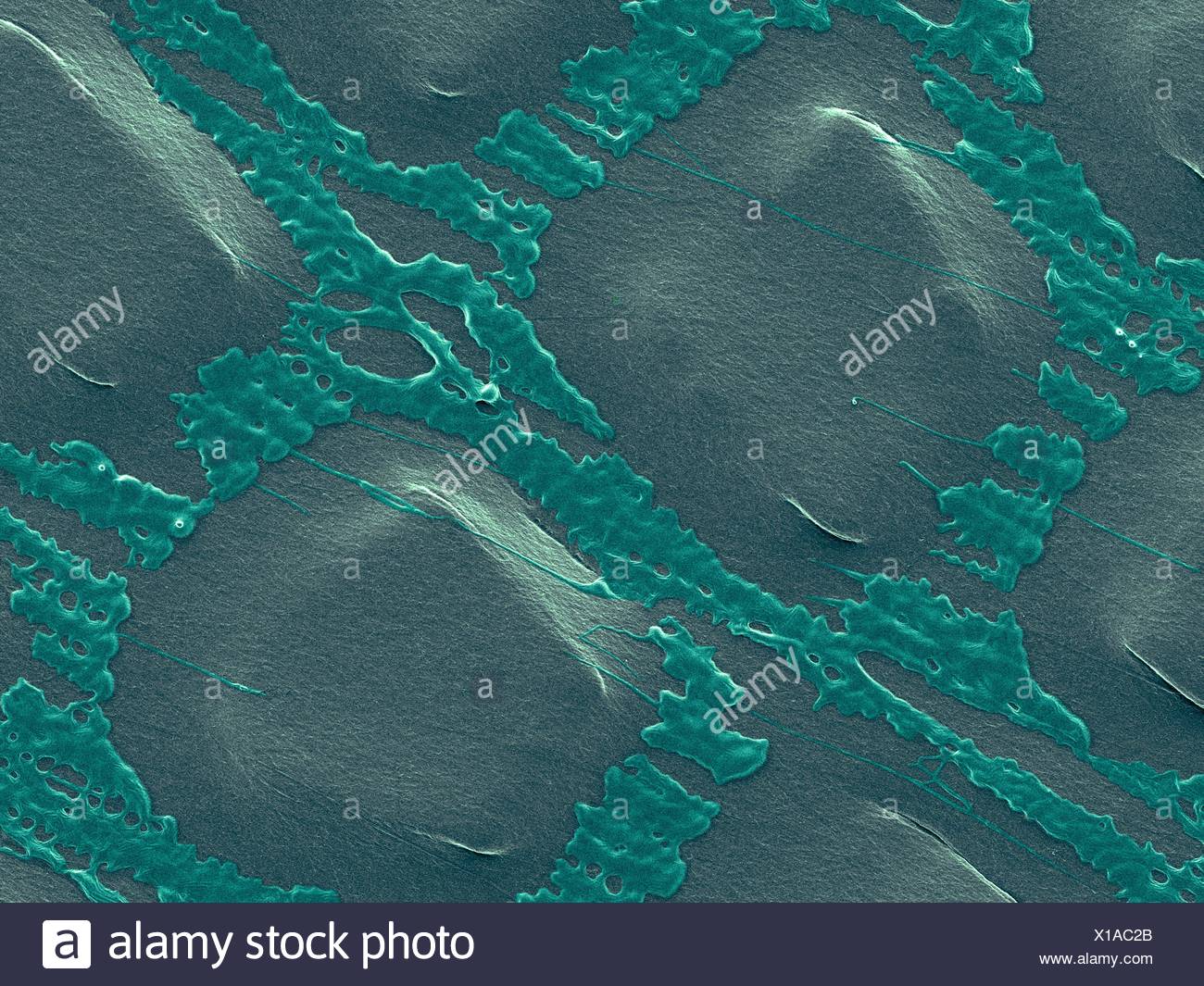 Coloured Scanning Electron Micrograph Sem Of Plastic Wrap Glad Press N Seal Plastic Wrap Is Thin Plastic Film Less Than 0 01mm In Thickness That Typically Is Used For Sealing Food Items In Containers To Keep