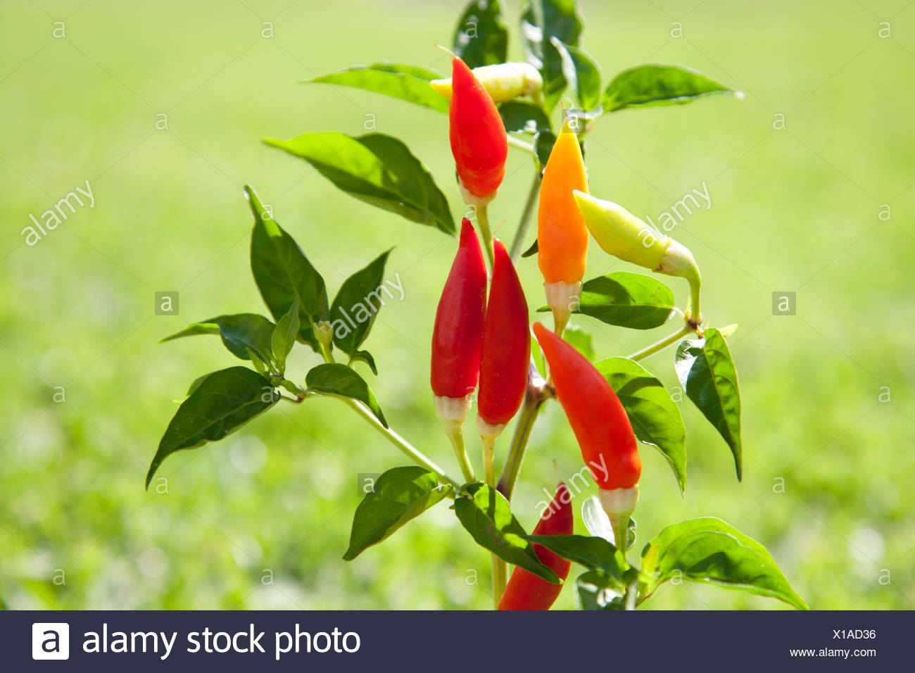 Food Aliment Pepper Agricultural Spice Condiment Garden