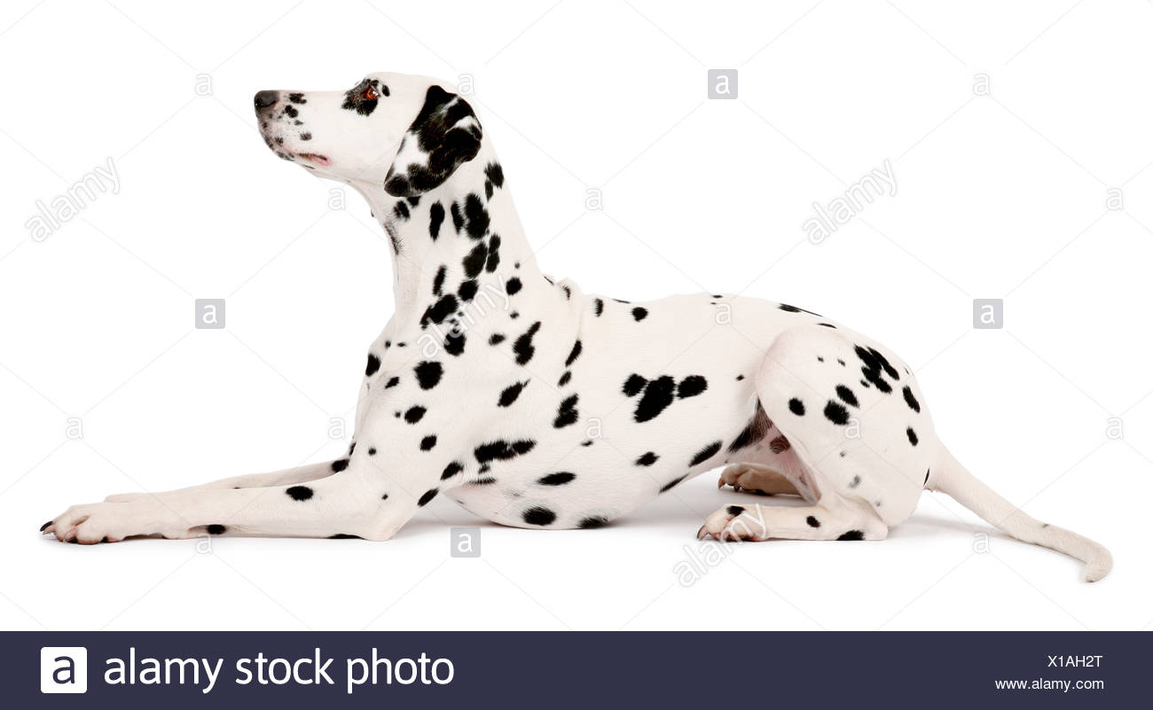 Full Length Portrait Of A Dalmatian High Resolution Stock Photography