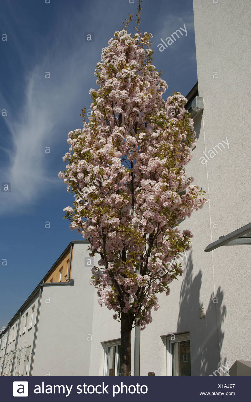 Flowering Cherry Tree Prunus Amanogawa High Resolution Stock