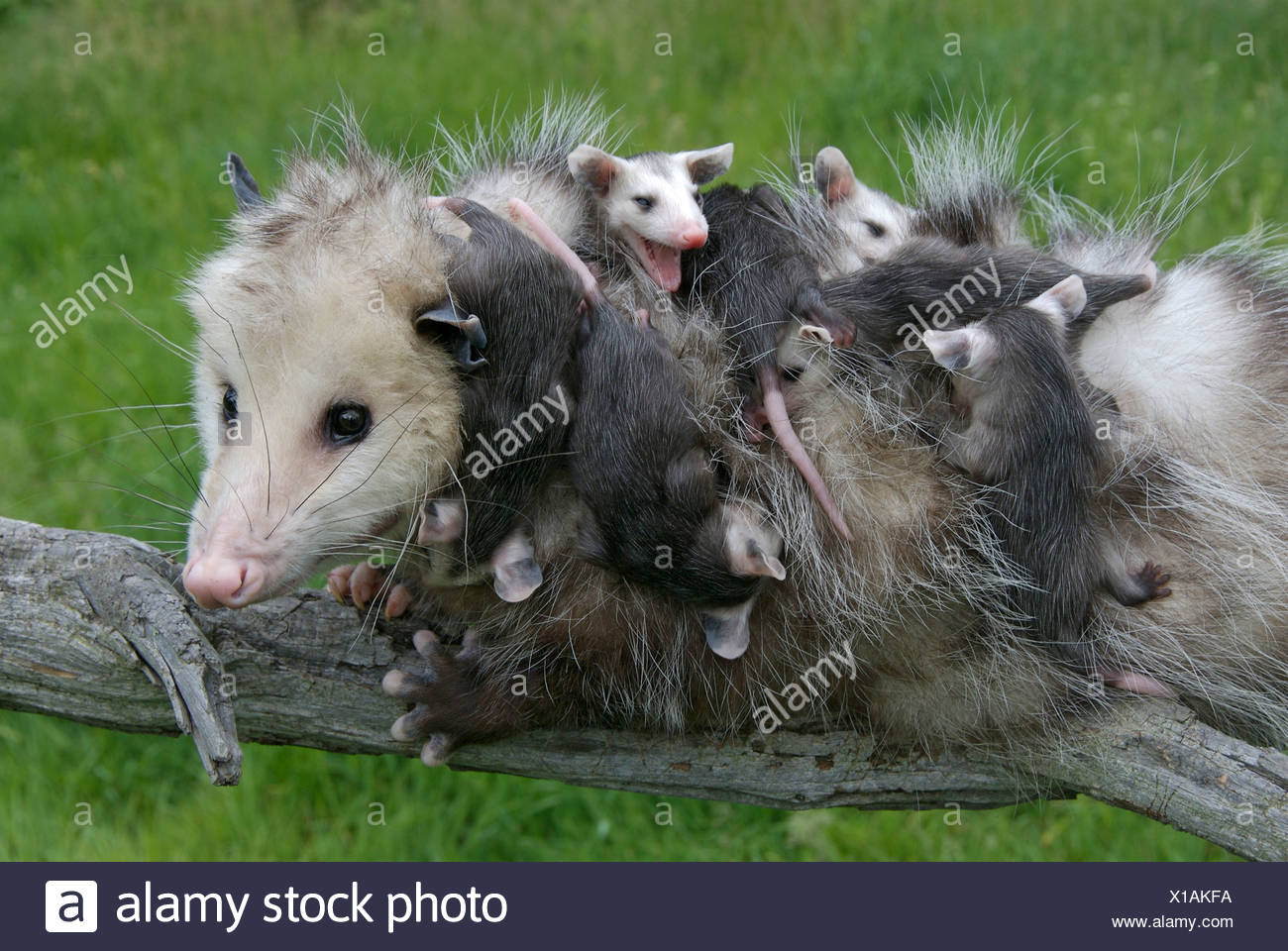 Female Opossum Didelphis Virginiana With Babies Clinging To Her In Spring Minnesota Usa Stock Photo Alamy