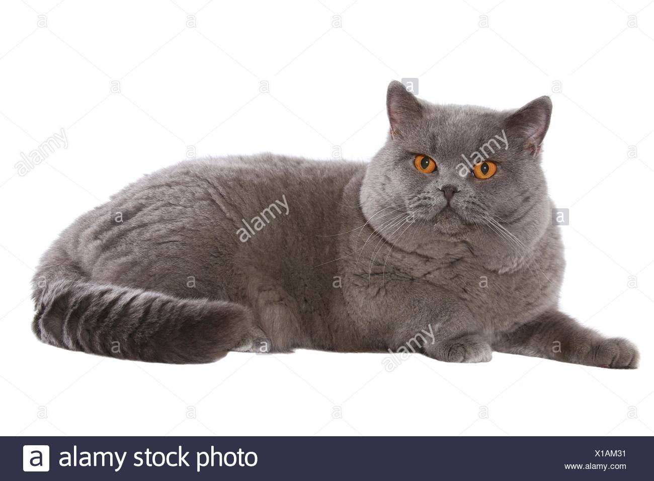 Lying British Shorthair Tomcat Stock Photo 276215829 Alamy