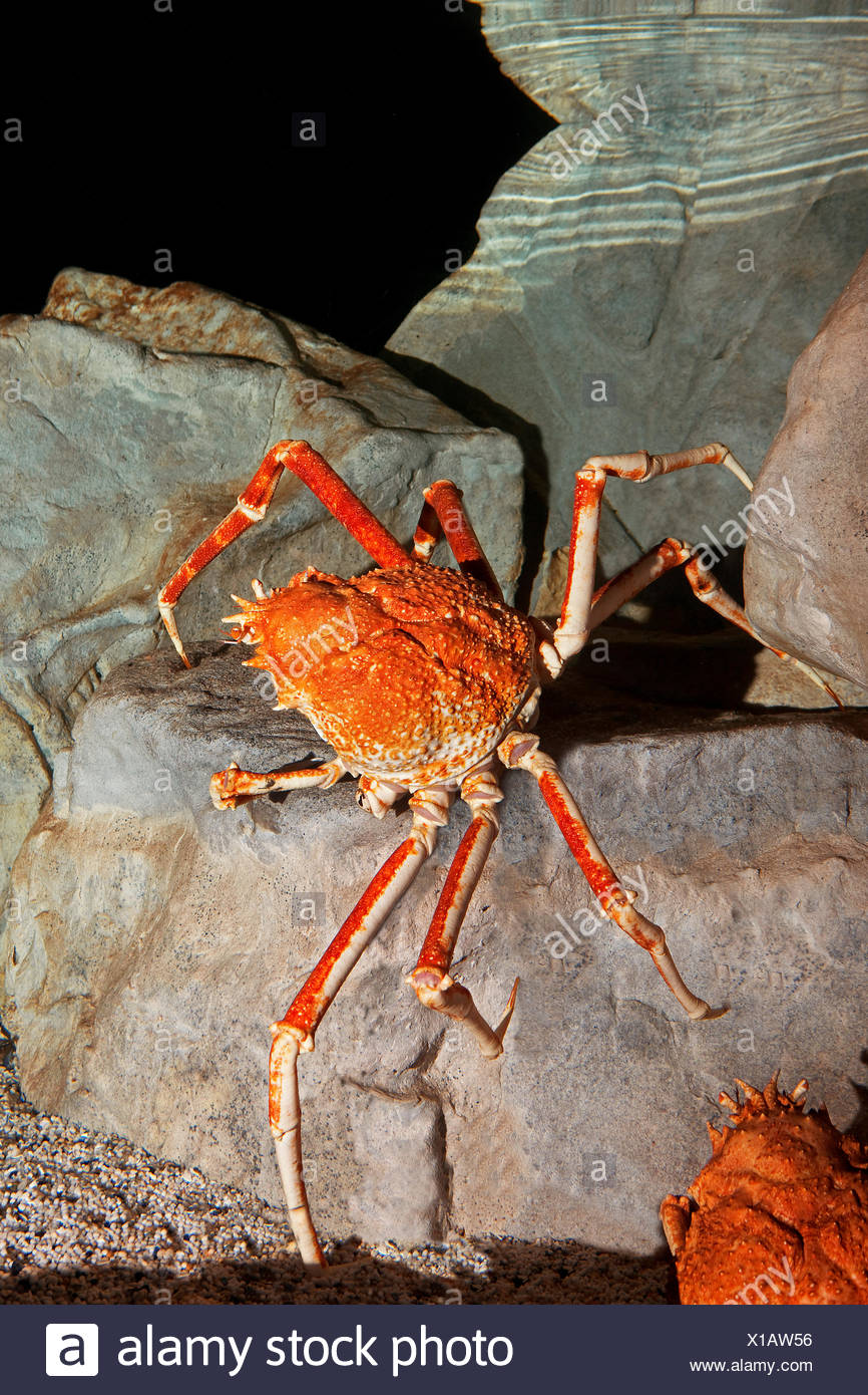 Japanese Spider Crab Or Giant Spider Crab Macrocheira Kaempferi Adult On Rock Stock Photo Alamy